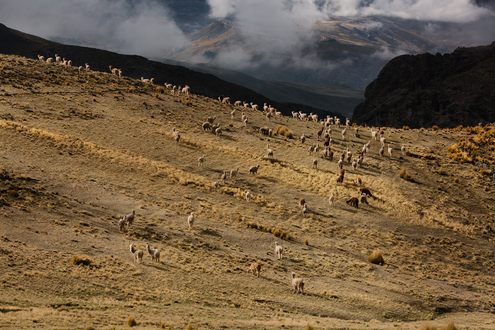 Alpaka-Herde im weiten, wolkenverhangenen Hochland von Peru